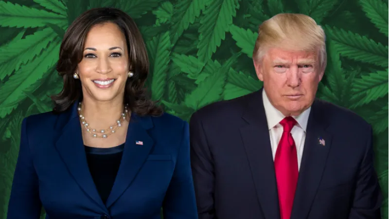 Elezioni USA 2024: Trump, Harris e il Dibattito sulla Marijuana