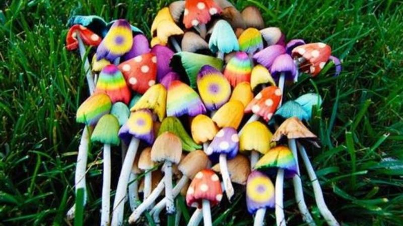 funghi magici spore fiale allucinogeni magic mushroom italia smartshop jointoyou