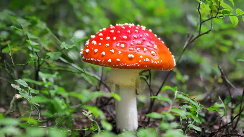 L’Amanita Muscaria: Storia e Uso del Fungo Allucinogeno nelle Antiche Tradizioni